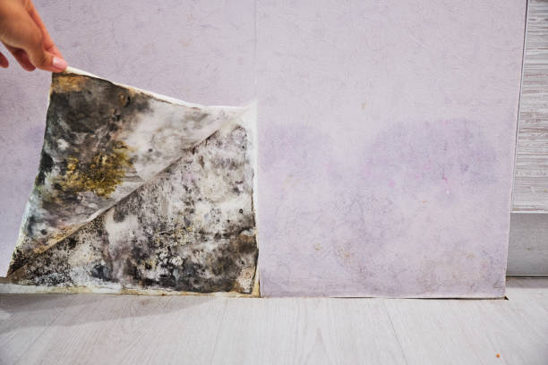 Best Crawl Space Mold Removal  in Cicero, IL